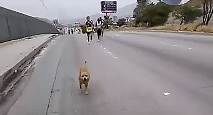 'El Chicles', perro maratonista, completa 42 kilómetros y se sube al podium en Tijuana | VIDEO