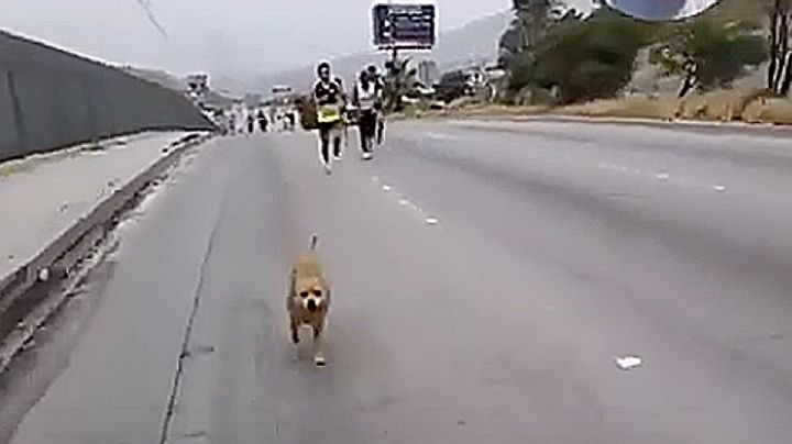 'El Chicles', perro maratonista, completa 42 kilómetros y se sube al podium en Tijuana | VIDEO