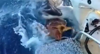 ¡Increíble! Tiburón empuja una tortuga a un barco para recibir ayuda | VIDEO