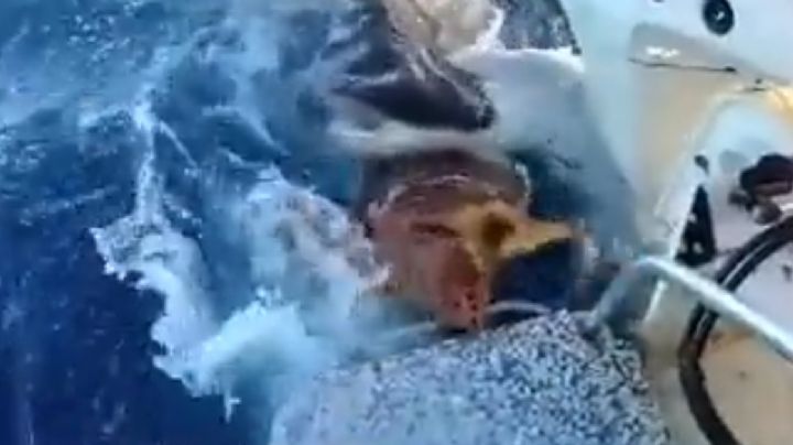 ¡Increíble! Tiburón empuja una tortuga a un barco para recibir ayuda | VIDEO