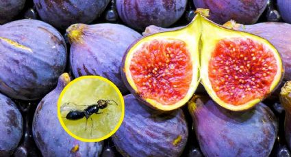 La dulce 'flor' que hace del higo una fruta única en la región