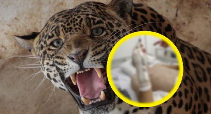 Jaguar ataca a jóvenes, por lo que tuvieron que matar al felino