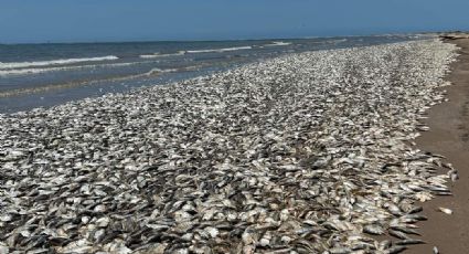 Aparecen miles de peces muertos en playa de Texas; este es el motivo