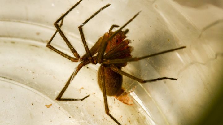 Cómo eliminar los nidos de araña violinista de forma segura y eficaz
