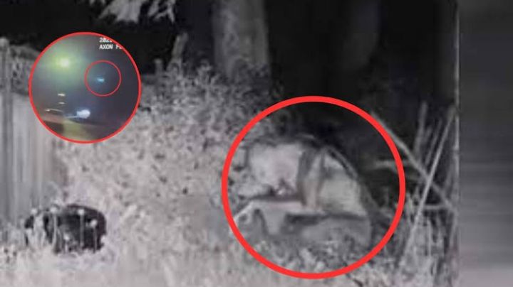 ¿Extraterrestres o I.A? Revelan video de supuesto alien captados en Las Vegas | VIDEO