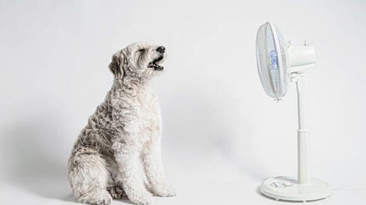 ¿Cómo sé si a mi perro le está dando un golpe de calor y qué debo hacer?