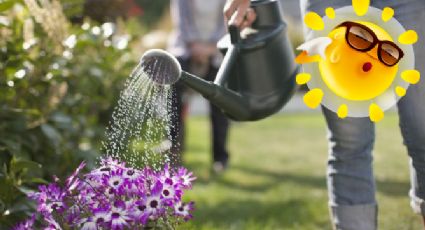 Ola de calor: Así debes regar tus plantas para aprovechar el agua en esta temporada