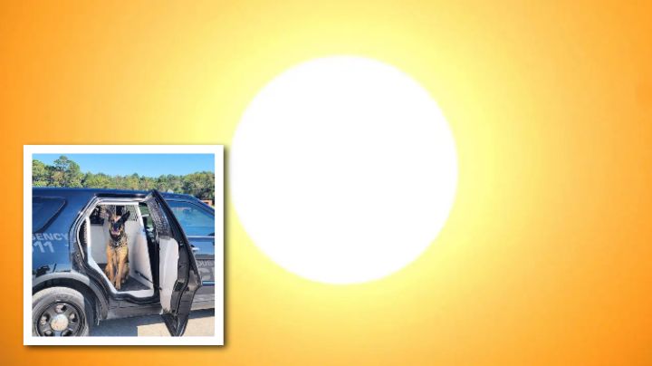 Perro policía muere por ola de calor; lo dejaron encerrado en la patrulla