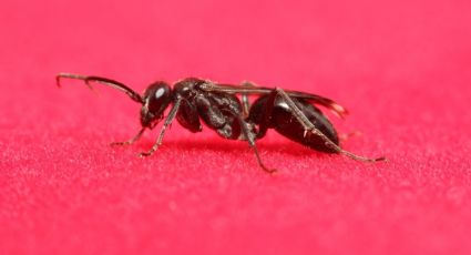¿Por qué cada vez que llueve hay hormigas voladoras?