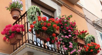 Cómo hacer que floreen tus plantas todo el año; aquí te decimos