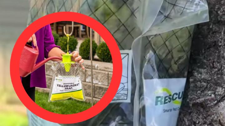 Trampa de plástico para atrapar moscas: este es su precio | VIDEO