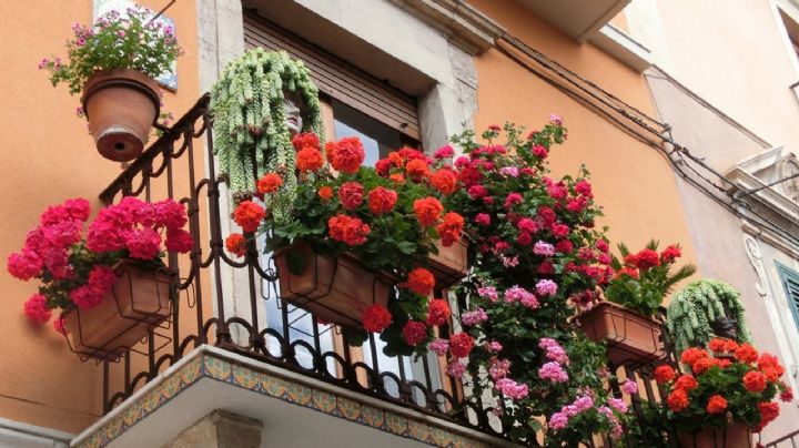 Cómo hacer que floreen tus plantas todo el año; aquí te decimos
