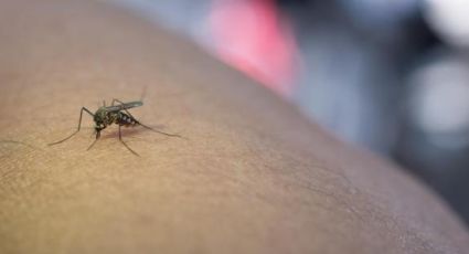 Repelentes naturales para ahuyentar a los mosquitos en esta temporada de calor