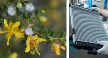 Esta planta es tan buena que deja el radiador de tu auto como nuevo