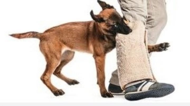 ¿Qué hacer si me muerde un perro?; toma tus precauciones, te decimos cómo