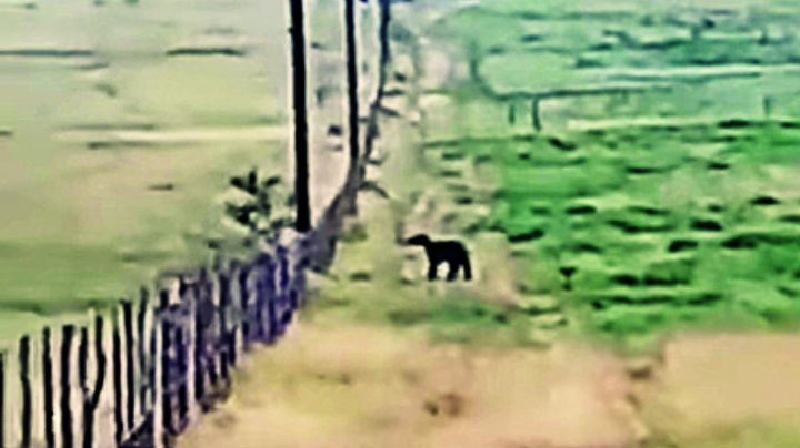 Captan oso cerca de Nuevo Laredo | VIDEO