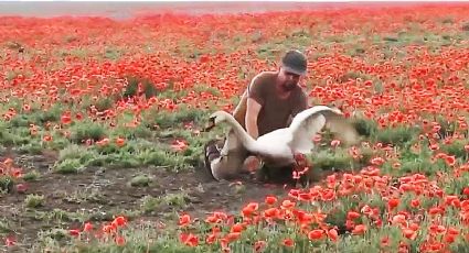 Cisnes descubren sembradío de amapola y se vuelven adictos; se resisten a irse del lugar