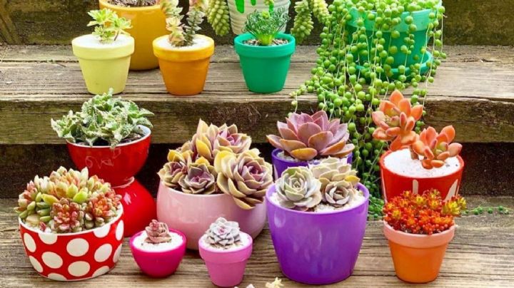 ¿Cómo cuidar las suculentas del calor extremo? Sigue estos consejos