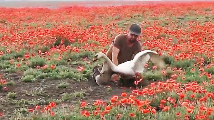 Cisnes descubren sembradío de amapola y se vuelven adictos; se resisten a irse del lugar