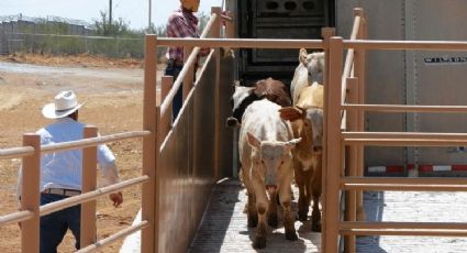 Se deja sobornar por ganaderos mexicanos en Laredo; va a la cárcel