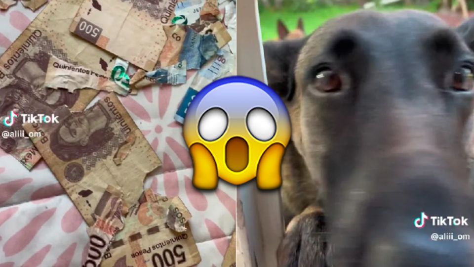 La perrita no midió las consecuencias de jugar dentro de casa con unos 'papelitos' importantes en el cuarto de su dueña