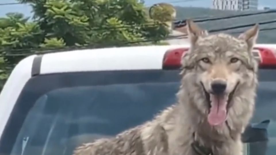 Este lobo estaba 'paseando' por las calles de Monterrey.