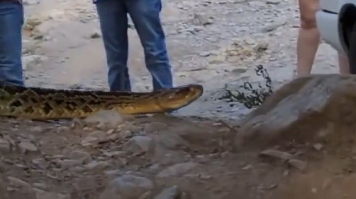 Sorprende enorme víbora de cascabel a turistas en el río Ramos | VIDEO
