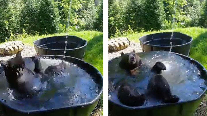 Captan a oso en Chipinque chapoteando relajado en una alberca para librar calorones | VIDEO