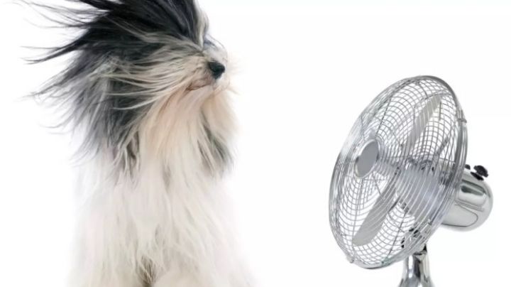 Truco para limpiar el ventilador sin desarmarlo | VIDEO