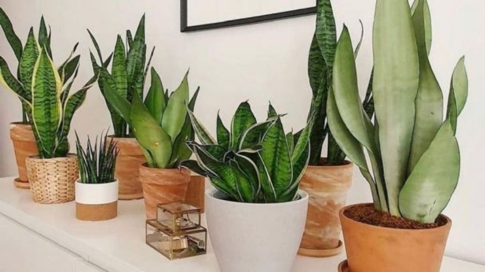 La sansevieria es una planta muy bella y bondadosa.