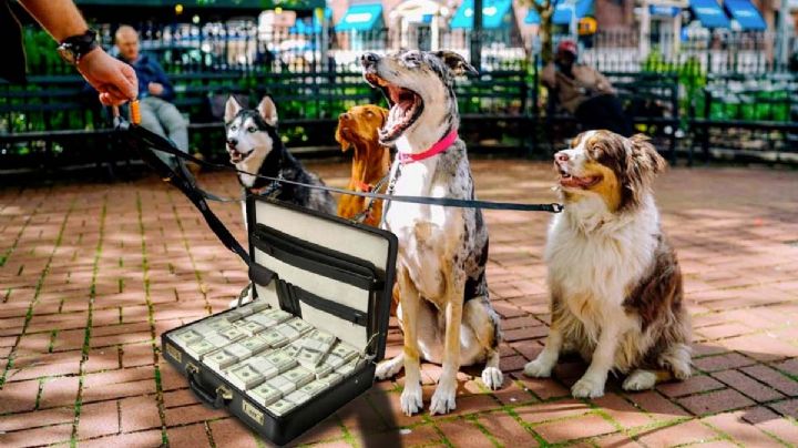 Buscan quién cuide perros de familia por 42 mil pesos por semana