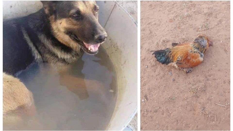 Animales están sufriendo las altas temperaturas de Nuevo Laredo.