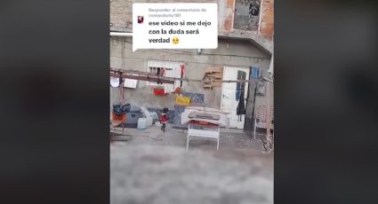 Captan a perro con vestido y actuando como humano | VIDEO