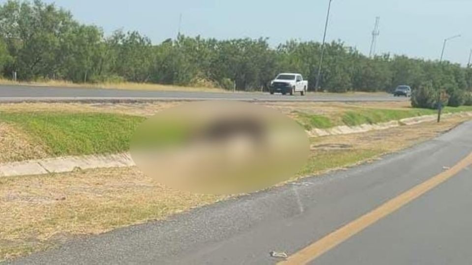 El animal exótico fue captado al sur de la ciudad