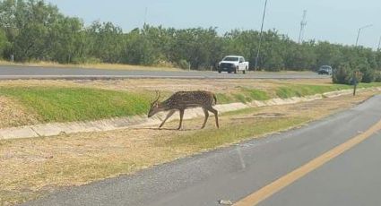 ¿Animal exótico de Nuevo Laredo fue capturado?; esto se sabe