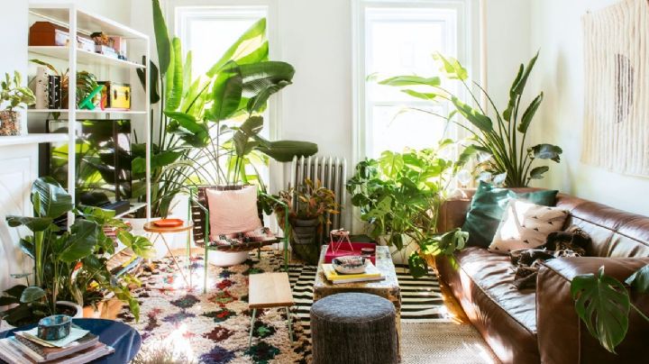 Lengua de suegra y otras plantas que disminuyen la temperatura de tu casa