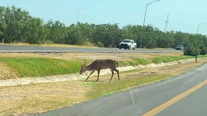 Sigue suelto el axis que merodeaba el Río Bravo; ¿qué hacer si te topas al animal exótico?