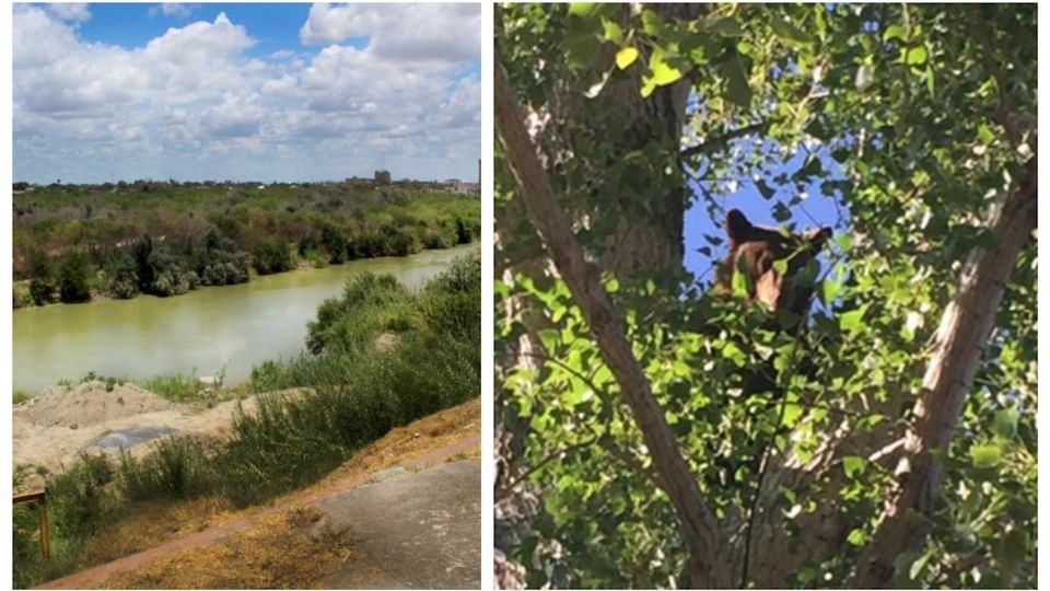 Redacción Esta mañana, elementos de Protección civil atendieron una llamado sobre un oso negro.