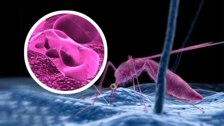 Llega la malaria a Laredo, Texas; viajante contrae la enfermedad y la trae a la ciudad