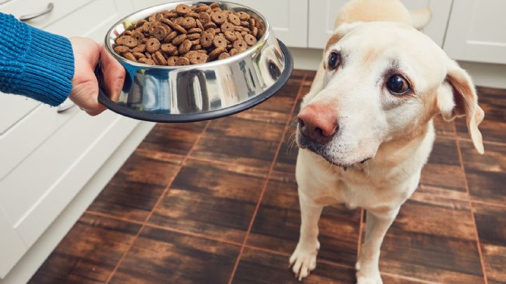 Con croquetas sabor carne asada, BBQ y lasagna tus mascotas nunca se aburrirán