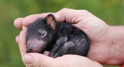 Demonio de Tasmania nace en Australia después de 3000 años
