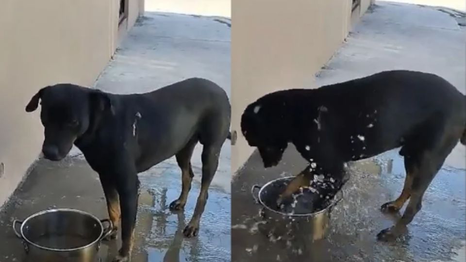 El tierno can aprovechó su bandeja de agua para refrescarse en esta ola de calor