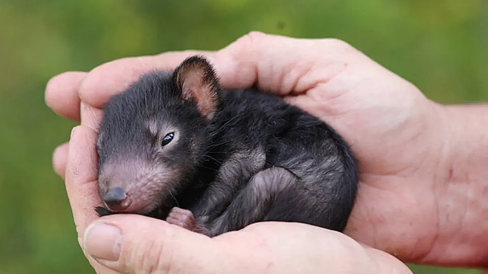 Demonio de Tasmania recién nacido en Australia