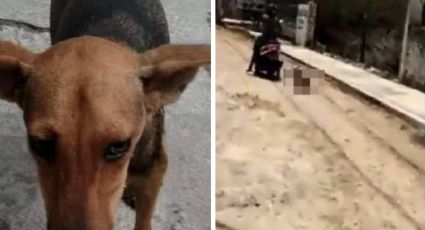Arrastran a perrita en motoneta 'porque mató a una gallina'; 'Chuchuluco' ya fue detenido | VIDEO