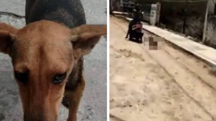 Arrastran a perrita en motoneta 'porque mató a una gallina'; 'Chuchuluco' ya fue detenido | VIDEO