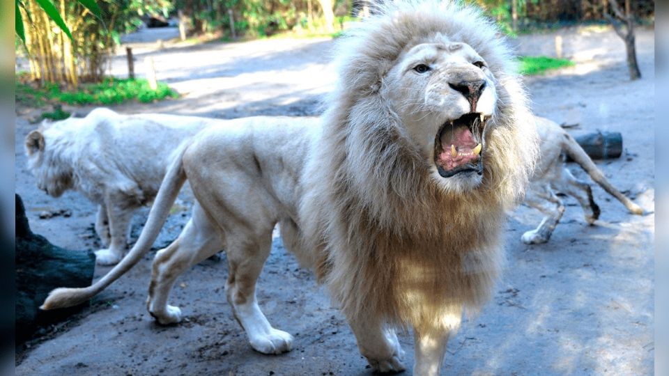 El hombre confió en que los animales estarían dormidos para llevar a cabo el robo, llevándose una sorpresa mortal