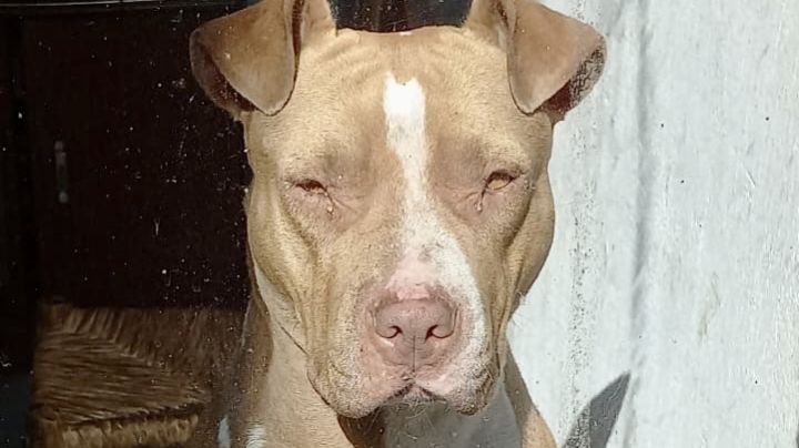 Viola a perrita luego de drogarla; van varias veces, acusan