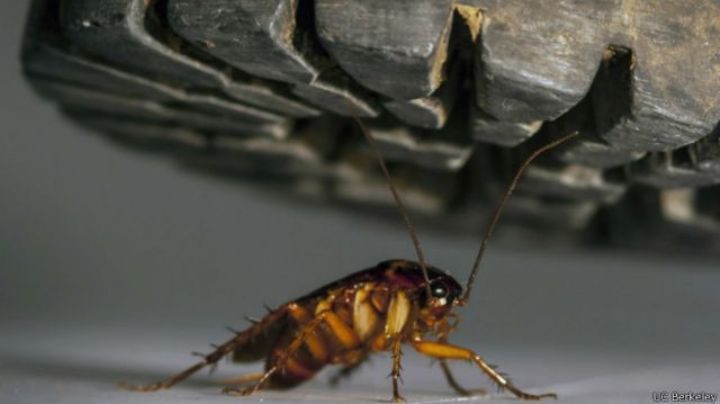 ¡No pises las cucarachas! Podrías causar más problemas en tu casa