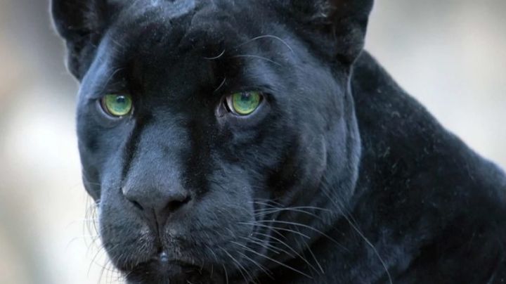 Reportan sueltos dos panteras y un tigre de bengala en Cadereyta | VIDEO