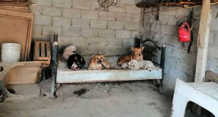 Familia tiene 34 perros en su casa; autoridad amenaza con sacrificarlos
